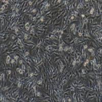 C6大鼠脑胶质瘤细胞（提供种属鉴定）