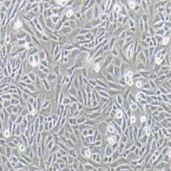 TM3小鼠睾丸间质细胞（提供种属鉴定）
