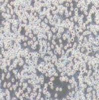 RBL-2H3大鼠嗜碱性白血病细胞(提供种属鉴定)