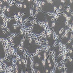 NIH/3T3小鼠胚胎成纤维细胞（提供种属鉴定）