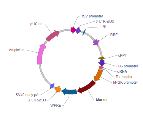 哺乳动物基因表达调控基因激活慢病毒载体（表达gRNA/MS2