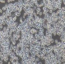 RAW 264.7小鼠单核巨噬细胞白血病细胞（提供种属鉴定）