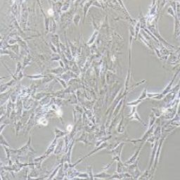 3T3-L1小鼠胚胎成纤维细胞（提供种属鉴定）