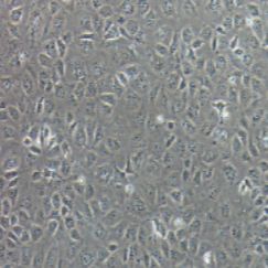 NRK-52E大鼠肾细胞（提供种属鉴定）