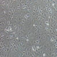 NRK-52E大鼠肾细胞(提供种属鉴定)