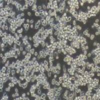 MC38+luc 小鼠结肠癌细胞+luc