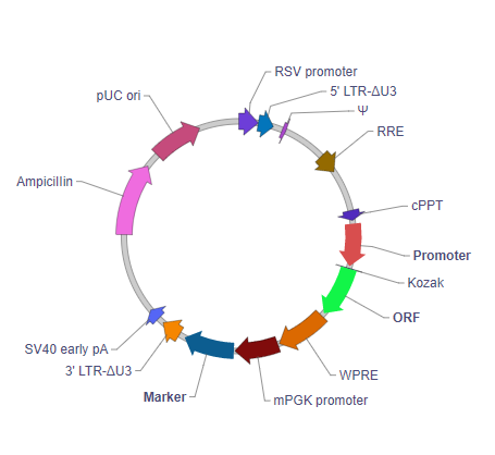 哺乳动物基因编辑Cas9表达慢病毒载体