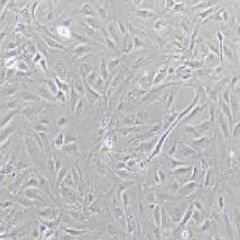 MC3T3-E1Subclone 14小鼠颅顶前骨亚克隆14