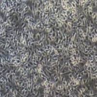 B16-F10+luc小鼠黑色素瘤细胞荧光素酶标记