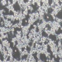 CT26.WT小鼠结肠癌细胞(提供种属鉴定)