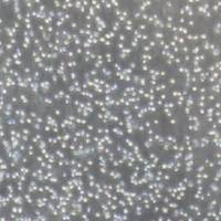 YAC-1小鼠淋巴瘤细胞（提供种属鉴定）