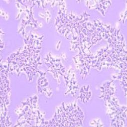 H4-II-E-C3大鼠肝癌细胞（提供种属鉴定）