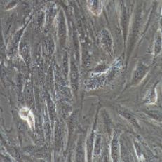 H9C2大鼠心肌细胞（提供种属鉴定）