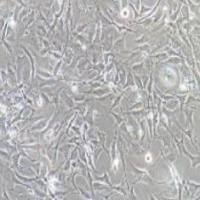 BALB/3T3 clone A31小鼠胚胎成纤维细胞