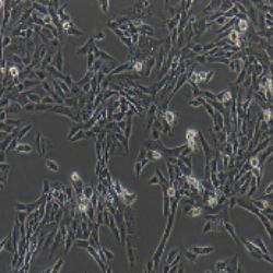 HSC-T6大鼠肝储脂细胞（提供种属鉴定）