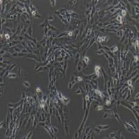 HSC-T6大鼠肝储脂细胞(提供种属鉴定)