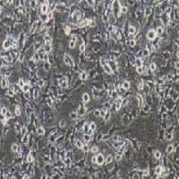 K7M2wt+luc小鼠骨肉瘤成骨细胞