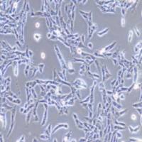 CTX-TNA2大鼠脑I型星形胶质细胞（提供种属鉴定）