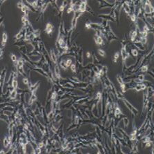 HT22小鼠海马神经元细胞（提供种属鉴定）