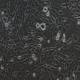 C2C12小鼠成肌细胞（提供种属鉴定）