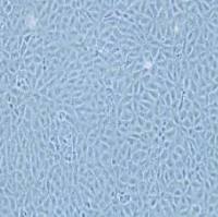 BRL大鼠肝细胞(提供种属鉴定)