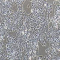 CBRH7919大鼠肝癌细胞(提供种属鉴定)