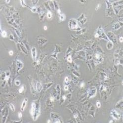 UMR-106大鼠骨肉瘤细胞（提供种属鉴定）