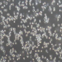 P815小鼠肥大细胞瘤细胞（提供种属鉴定）