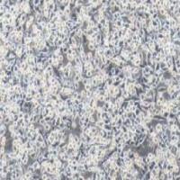 PC-12低分化 大鼠肾上腺嗜铬细胞瘤细胞