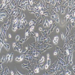 C17.2小鼠神经干细胞（提供种属鉴定）
