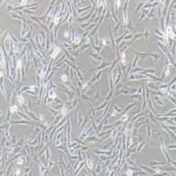 DI TNC1大鼠脑间质细胞（提供种属鉴定）
