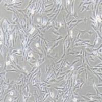 DI TNC1大鼠脑间质细胞（提供种属鉴定）