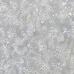 OKT11 小鼠杂交瘤（抗CD2）细胞（提供种属鉴定）