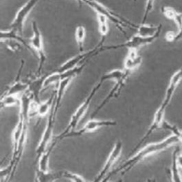 OLN-93大鼠少突胶质前体细胞（提供种属鉴定）