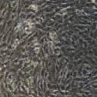 C6+luc大鼠脑胶质瘤细胞荧光素酶标记