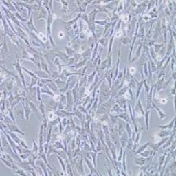 HL-1小鼠心肌细胞（提供种属鉴定）