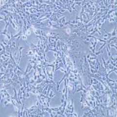 P19小鼠畸胎瘤细胞（提供种属鉴定）