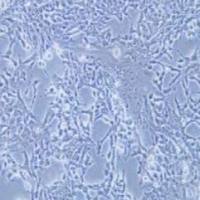 P19小鼠畸胎瘤细胞（提供种属鉴定）