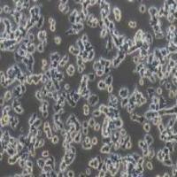 PC-12未分化 大鼠肾上腺嗜铬细胞瘤细胞(提供种属鉴定)