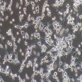 CT26小鼠结肠癌细胞（提供种属鉴定）