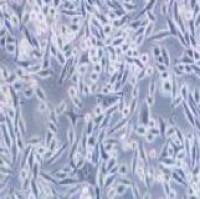 L Wnt-3A小鼠皮下结缔组织细胞（提供种属鉴定）