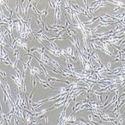 PC-12高分化 大鼠肾上腺嗜铬细胞瘤细胞（提供种属鉴定）