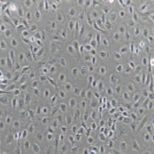 IEC-6大鼠小肠隐窝上皮细胞（提供种属鉴定）
