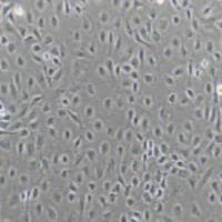 IEC-6大鼠小肠隐窝上皮细胞（提供种属鉴定）