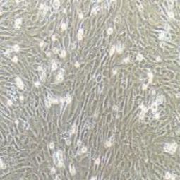MEF小鼠胚胎成纤维细胞（提供种属鉴定）