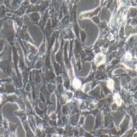 CTX大鼠脑星形胶质细胞（提供种属鉴定）