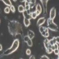 Neuro-2a+luc小鼠脑神经瘤细胞荧光素酶标记