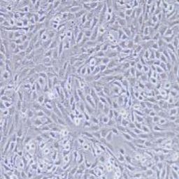 NRK-49F正常大鼠肾细胞（提供种属鉴定）