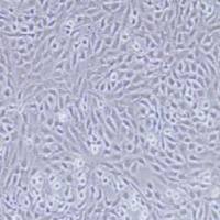 NRK-49F正常大鼠肾细胞(提供种属鉴定)