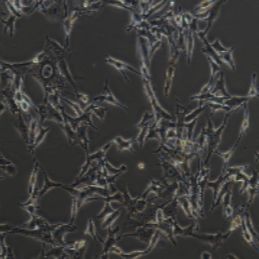 B16-F10小鼠黑色素瘤细胞（提供种属鉴定）